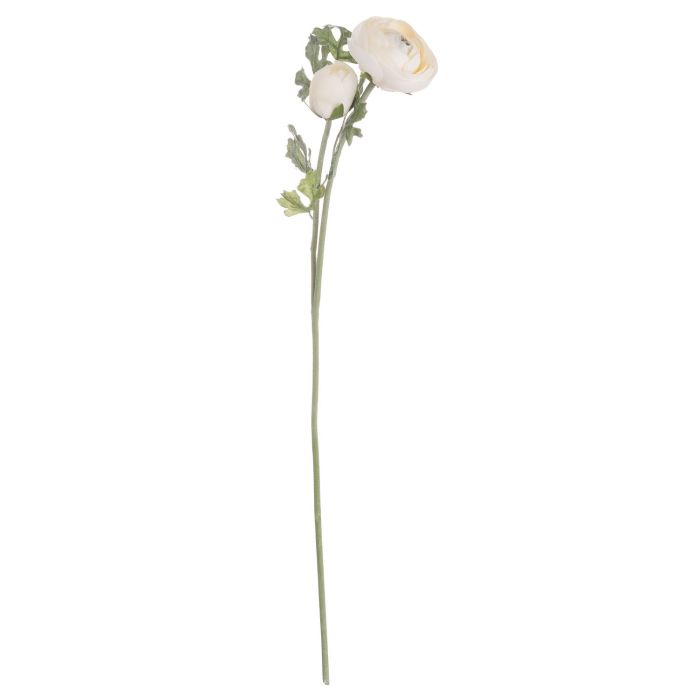 Soft Cream Ranunculus x 3 Stems