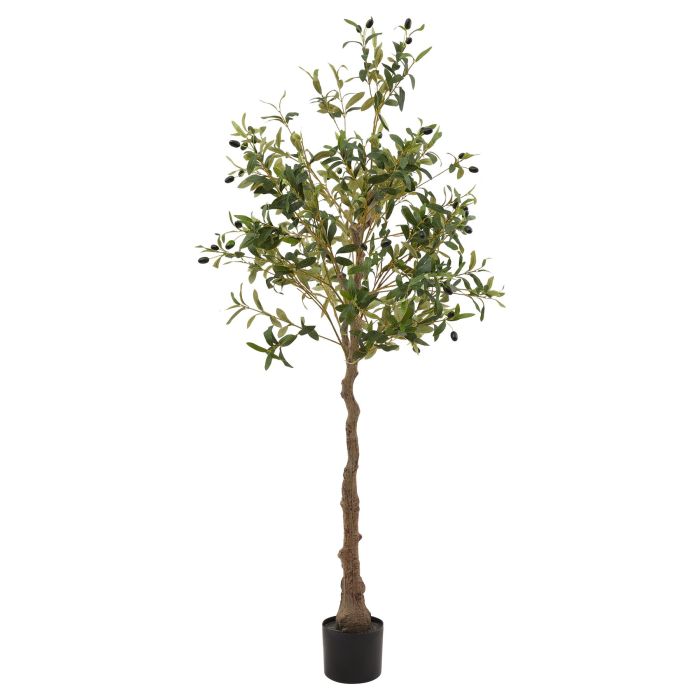 Calabria Olive Tree 150cm