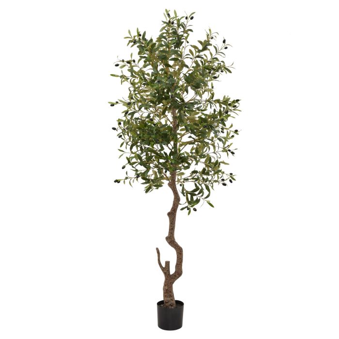 Calabria Large Olive Tree 180cm