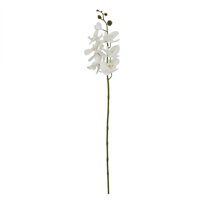 6 Stems of Large White Butterfly Orchid