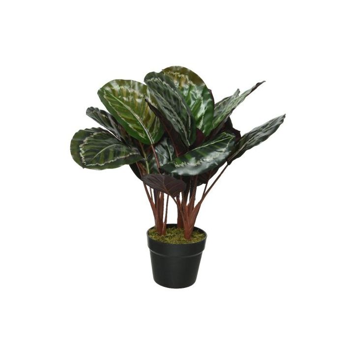 Calathea Artificial Plant in Pot