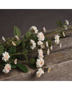 6 Stems of Cream Wild Meadow Rose