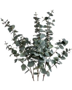 6 Stems of Variegated Eucalyptus