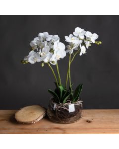 White Orchid In Glass Pot