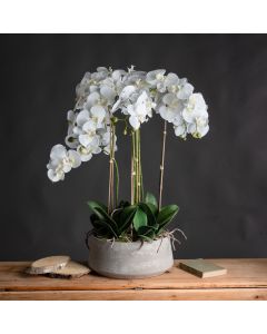 Large White Orchid In Stone Pot