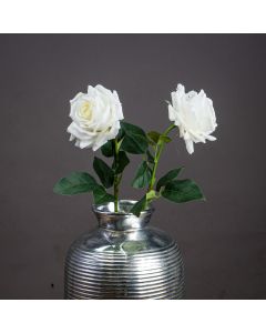 Large White Garden Rose x 3 Stems