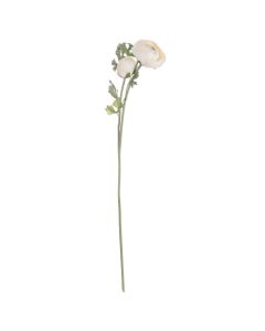 Soft Cream Ranunculus x 3 Stems