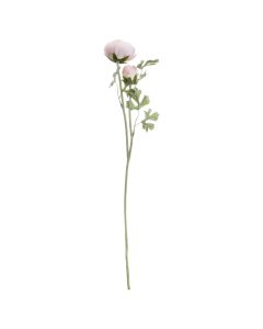 Pastel Pink Ranunculus x 3 Stems
