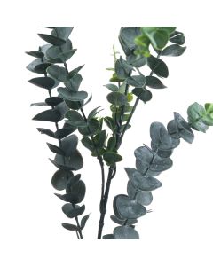 6 Stems of Silver Dollar Eucalyptus