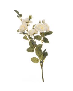 3 Stems of Soft White Cottage Rose Stem