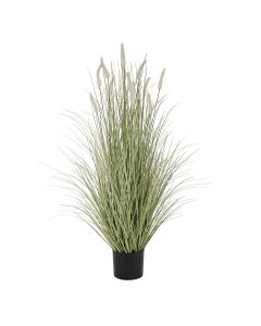 Large Bunny Tail Grass