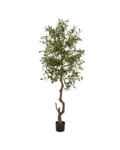Calabria Large Olive Tree 180cm