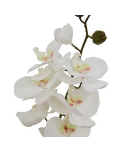 6 Stems of Large White Butterfly Orchid