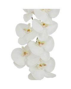 6 Stems of Tall White Butterfly Orchid