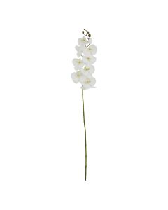 6 Stems of Tall White Butterfly Orchid