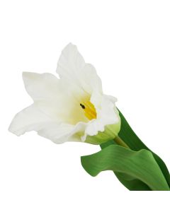 6 Stems of The Natural Garden Collection White Parrot Tulip