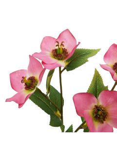 6 Stems of The Natural Garden Collection Pink Varigated Hellibore