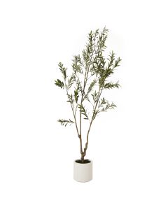 Apulia Olive Tree In White Pot 210Cm