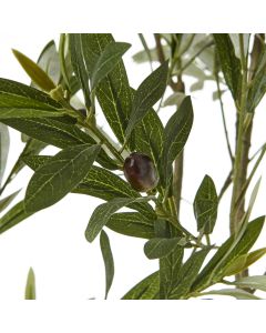 Apulia Olive Tree In White Pot 200Cm