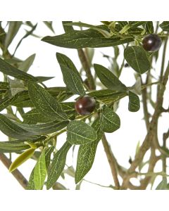 Apulia Olive Tree In White Pot 240Cm