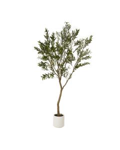 Apulia Olive Tree In White Pot 240Cm