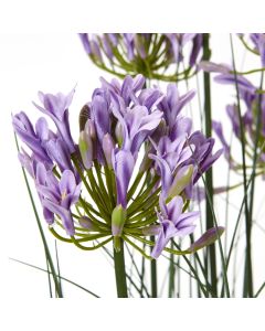 Large Purple Agapanthus Plant In Pot