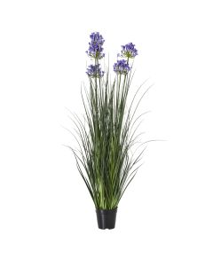 Large Blue Agapanthus Plant In Pot