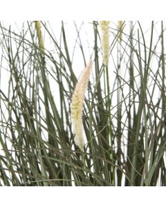 Fountain Grass Plant In Pot