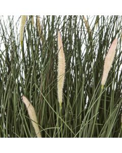 Large Fountain Grass Plant In Pot