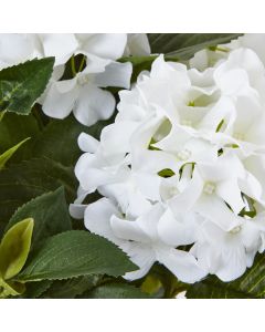 Medium White Hydrangea Plant In Pot