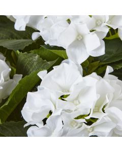 Large White Hydrangea Plant In Pot