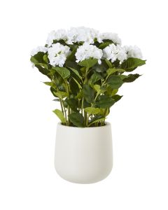 Large White Hydrangea Plant In Pot