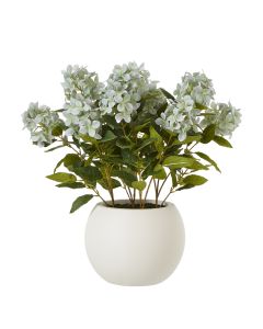 Medium Green Hydrangea Plant In Pot