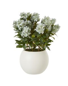 Large Green Hydrangea Plant In Pot