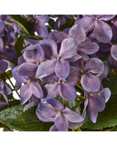 Medium Purple Hydrangea Plant In Pot