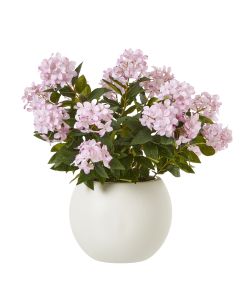 Large Pink Hydrangea Plant In Pot