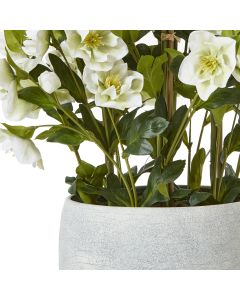 Large White Hellebore In Grey Pot