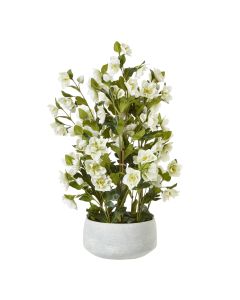 Large White Hellebore In Grey Pot