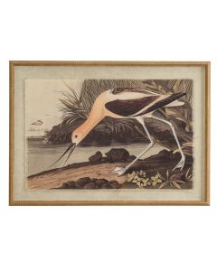 Flora & Fauna Collection Avocet On Linen In Beaded Frame