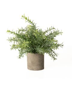 Rosemary Plant In Stone Effect Pot