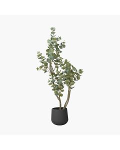 Eucalyptus Tree in Pot