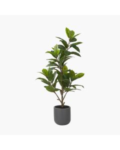 Magnolia Tree in Pot