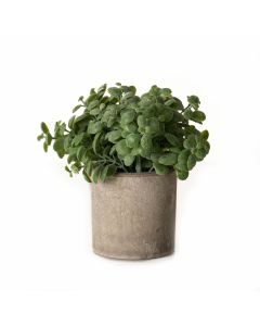 Basil Plant In Stone Effect Pot