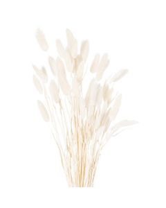 Dried White Bunny Tail Bunch Of 60